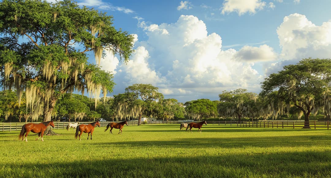 Just Ride | South Florida Horse Ranch — Davie, FL